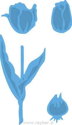 Tulipan