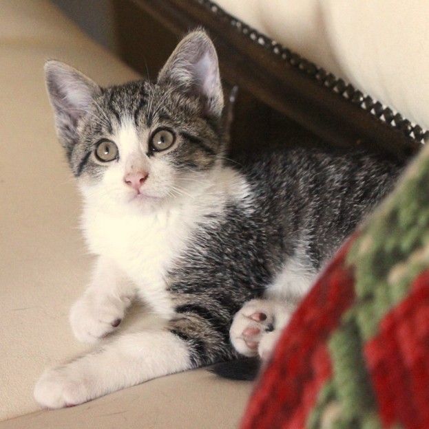 Gogi - foto povečava