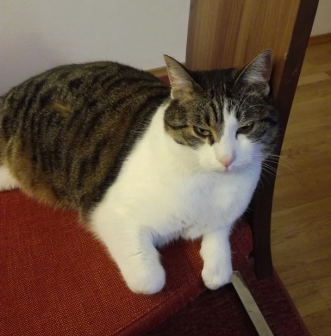Slika