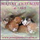 Licitacije maj 2019