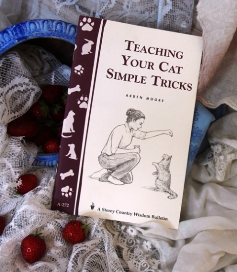 14g. TEACHING YOUR CAT SIMPLE TRICKS   IC = 2 eur