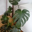 103. Monstera, višina 1m, širina cca 110 cm   IC = 5 eur