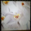 33f. Slika na platnu Orhideja 57 x 57 cm    IC = 4 eur