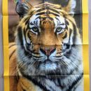 47a. National geographic plakat 67x47 cm+  komplet štirih učnih kartic  IC = 2 eur