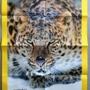 47b. National geographic plakat 67x47 cm+  komplet štirih učnih kartic  IC = 2 eur