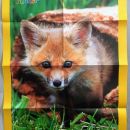 47c. National geographic plakat 67x47 cm+  komplet štirih učnih kartic  IC = 2 eur