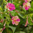 65a. Semena Nočne frajle (Mirabilis jalapa)   ICa1-a10 = 1 eur