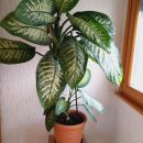 56a. Difenbahija Tropic snow - višina z loncem 110 cm   IC = 12 eur