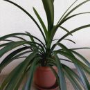 56b. Klivija ali jermenovka(clivia miniata), v z loncem 80 cm, š 100 cm IC = 7 eur