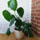 56c. Monstera deliciosa, višina 75 cm   IC = 8 eur