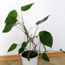 56d. Monstera deliciosa, višina 65 cm   IC = 7 eur