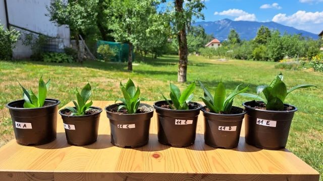 58 (11a,b,c,č,d,e,f)  Taščin jezik   IC po 1 eur