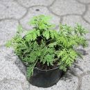 70. Sadike sladkega pelina   ICa,b,c = 4 eur