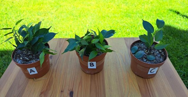 56a-c. Benjamin (latinsko- Ficus benjamina)  A,B = 2 eur, C = 1 eur