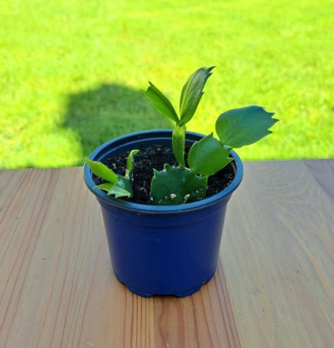 58. Božični kaktus (Lat. Schlumbergera truncata)  IC = 1 eur