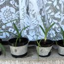 96a-e. Yucca palma   ICa-c = 2 eur, ICd,e = 1 eur