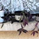 99a-c.Tradescantia pallida   ICa,b,c = 2 eur