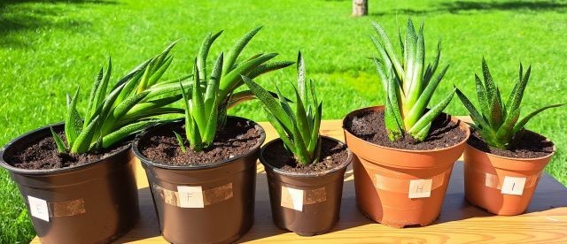 49a-i. Aloe haworthia aristata (križanec)   IC = 1 eur-rastlino