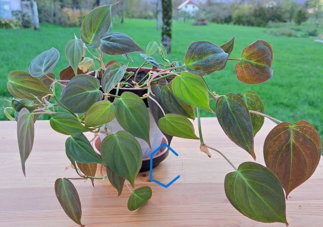 53c. Philodendron Micans   IC = 15 eur