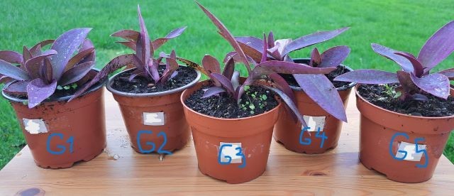 53g1-g5. radescantia purple heart   IC = 2 eur-rastlino