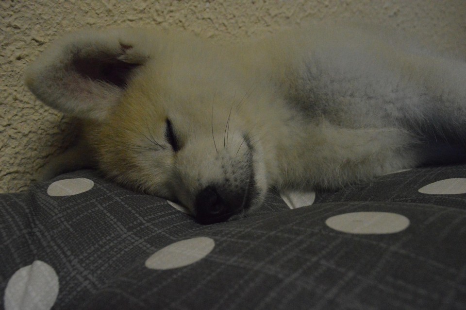 5.6 - foto povečava