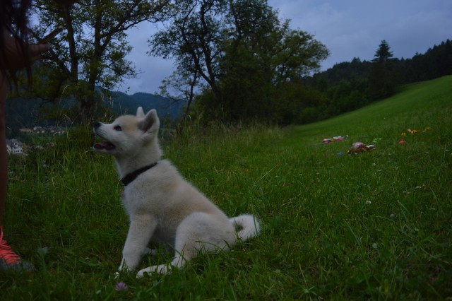 5.6 - foto