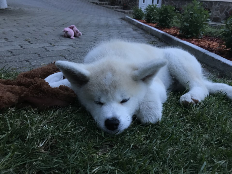 10.11.6 - foto povečava