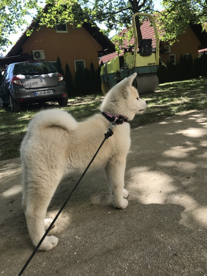 10.11.6 - foto povečava