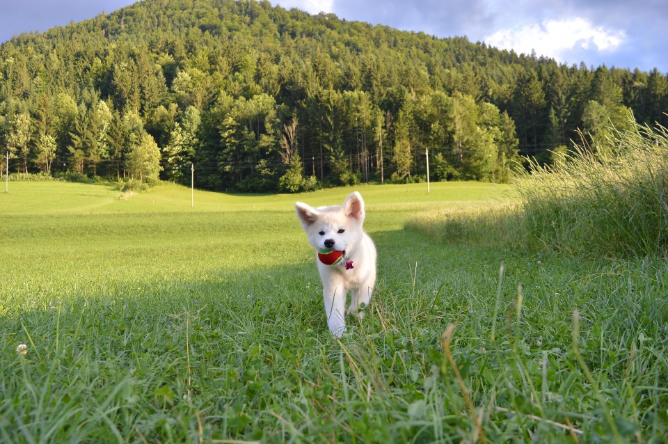 29.6 - foto povečava