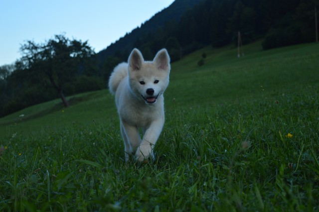 Poletje 2o17 - foto