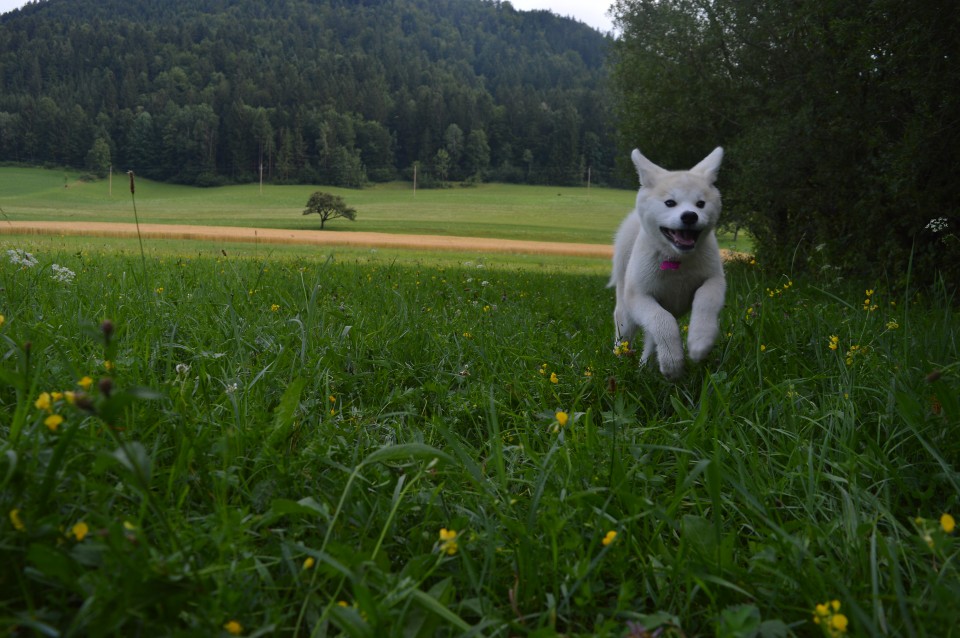 Poletje 2o17 - foto povečava