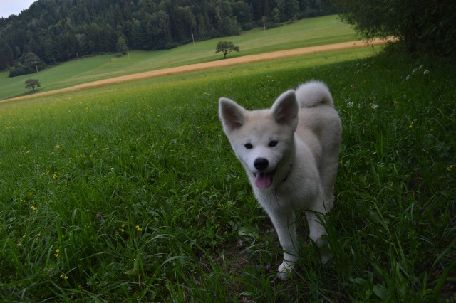 Poletje 2o17 - foto