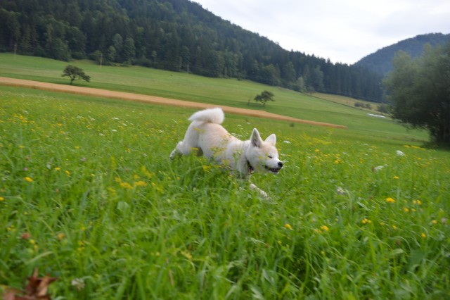 Poletje 2o17 - foto