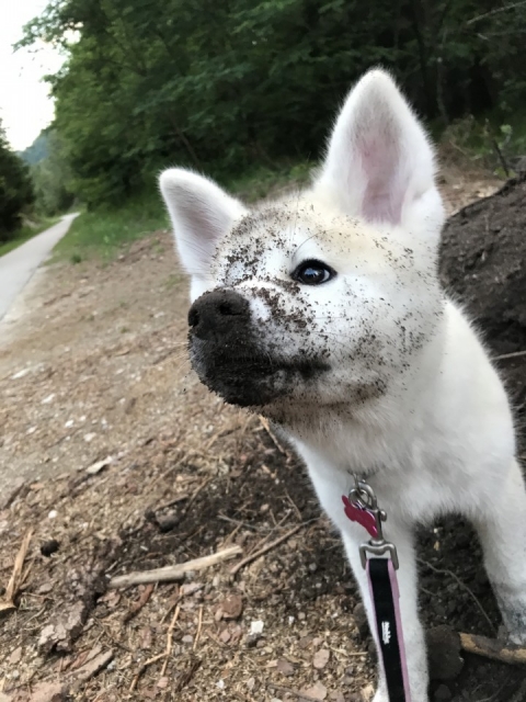 Poletje 2o17 - foto