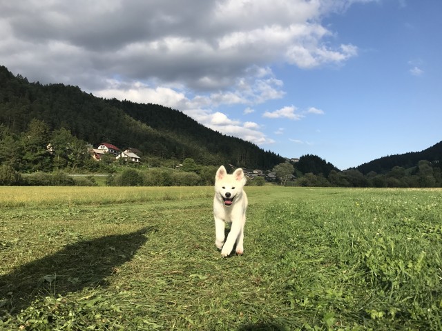 Poletje 2o17 - foto