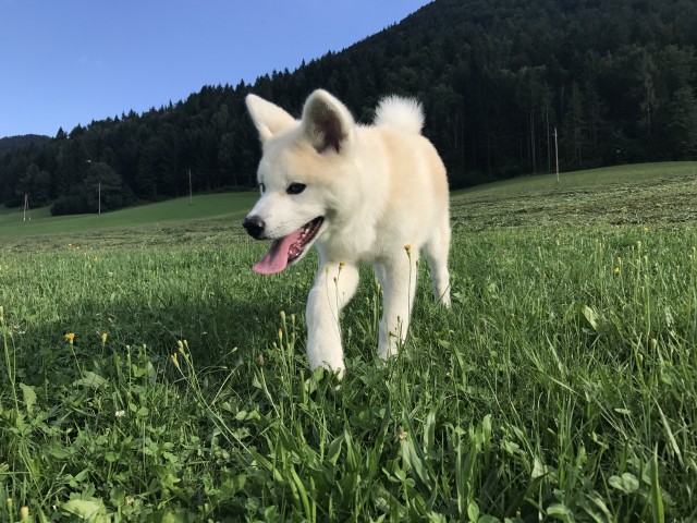 Poletje 2o17 - foto