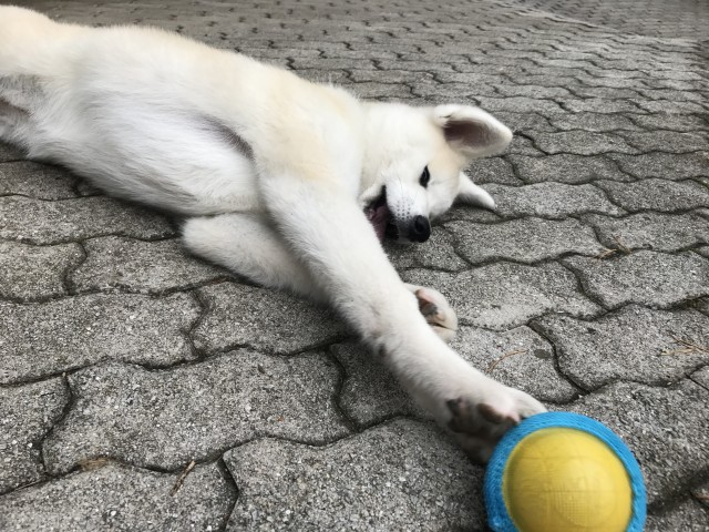 Poletje 2o17 - foto