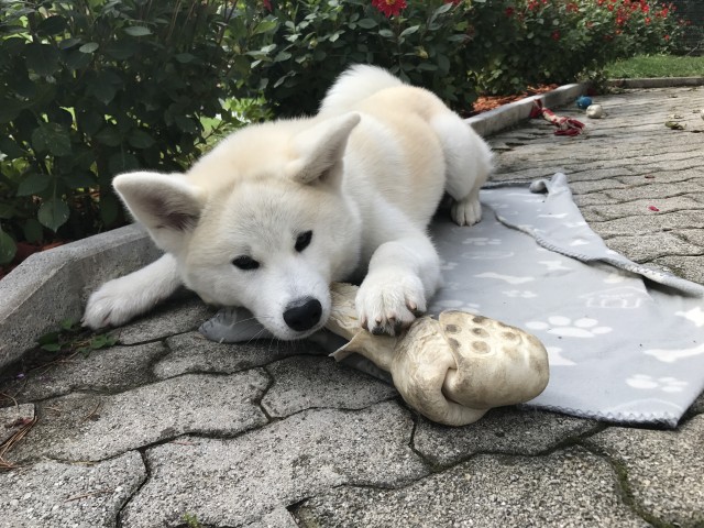 Poletje 2o17 - foto