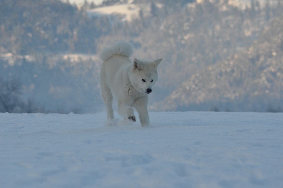 December 2o17 - foto povečava