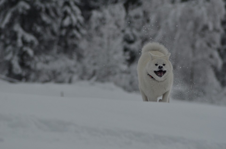 December 2o17 - foto povečava