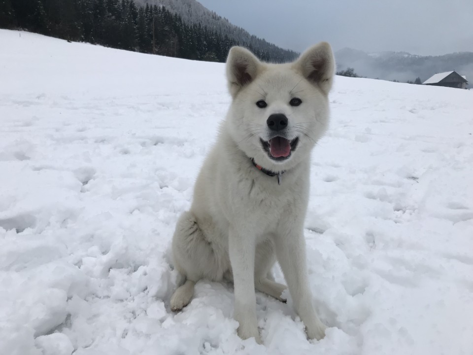 December 2o17 - foto povečava