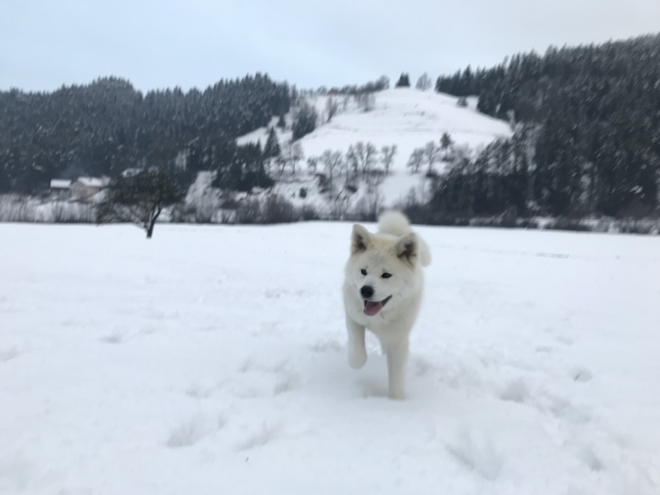 December 2o17 - foto povečava