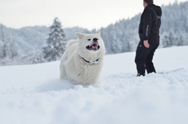 Zima 2o18 - foto