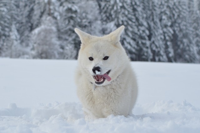 Zima 2o18 - foto