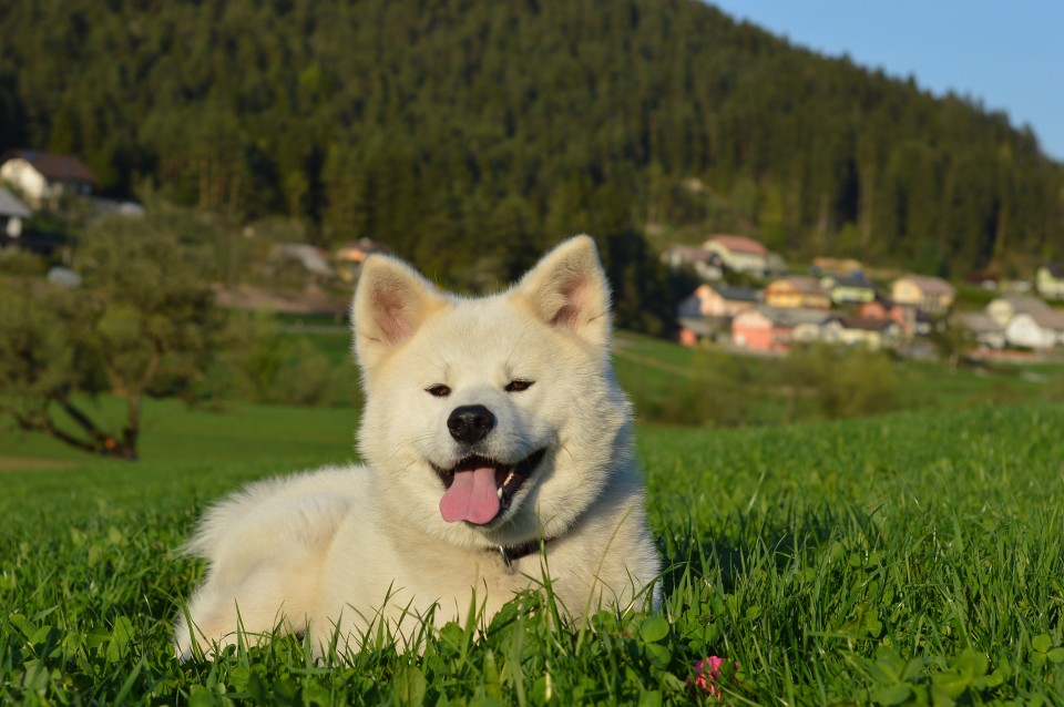 Pomlad 2o18 - foto povečava