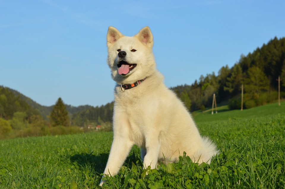 Pomlad 2o18 - foto povečava