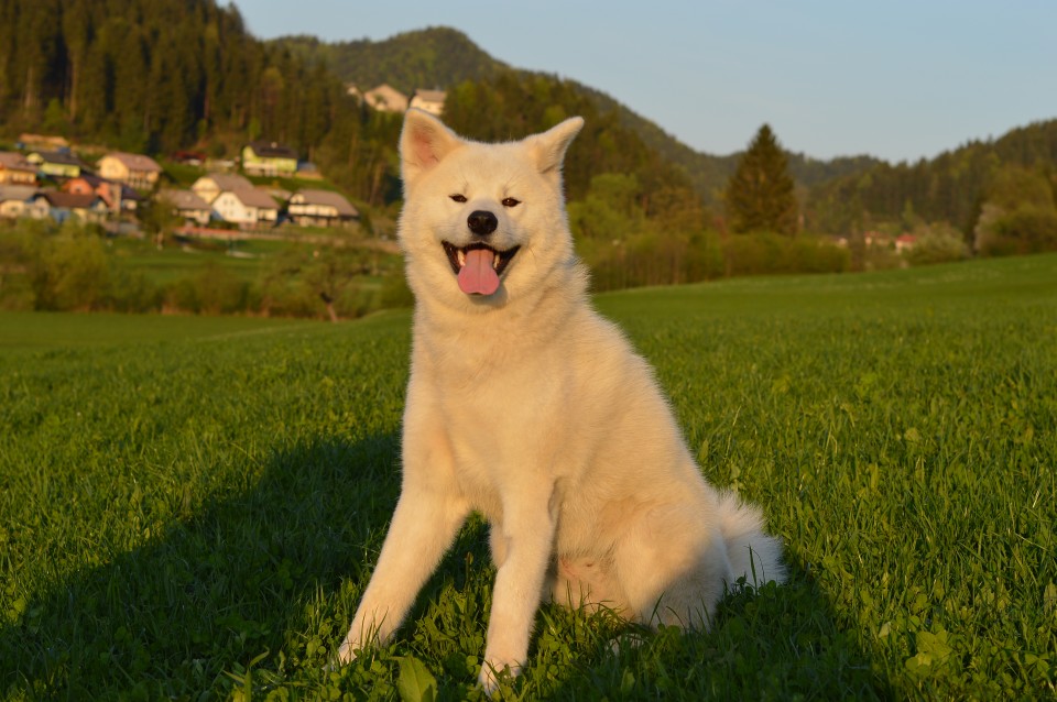 Pomlad 2o18 - foto povečava