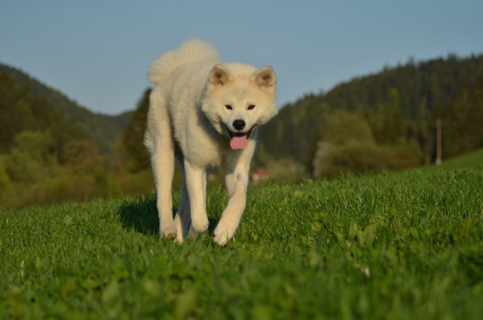 Pomlad 2o18 - foto povečava