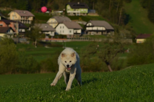 Pomlad 2o18 - foto