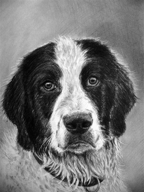 Portret psa - narisan